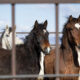 Freedom for Wild Horses with Carol J. Walker | Wild Horse Holding Facilities