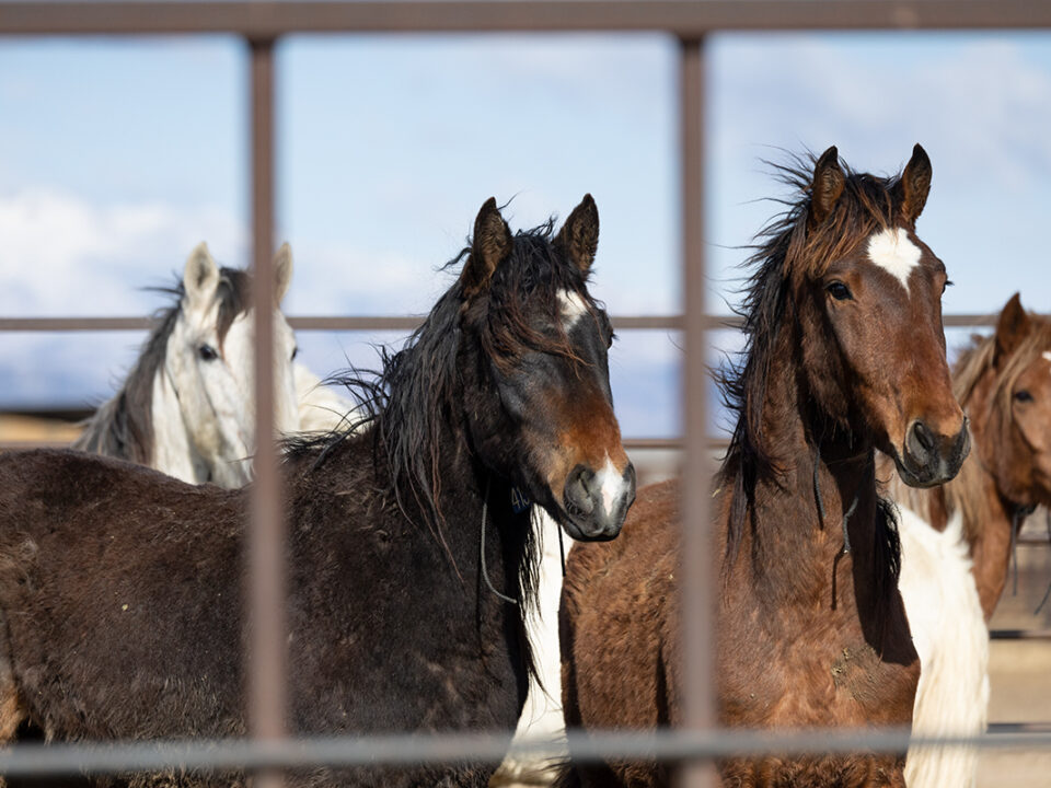 Freedom for Wild Horses with Carol J. Walker | Wild Horse Holding Facilities