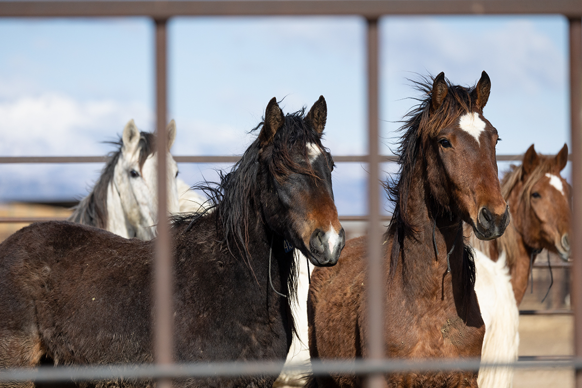 Freedom for Wild Horses with Carol J. Walker | Wild Horse Holding Facilities