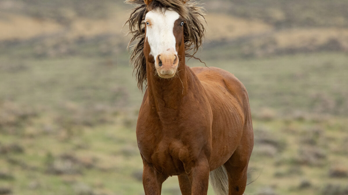 Freedom for Wild Horses with Carol J. Walker | AWHC WY Lawsuit: Interview with Suzanne Roy