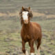 Freedom for Wild Horses with Carol J. Walker | AWHC WY Lawsuit: Interview with Suzanne Roy