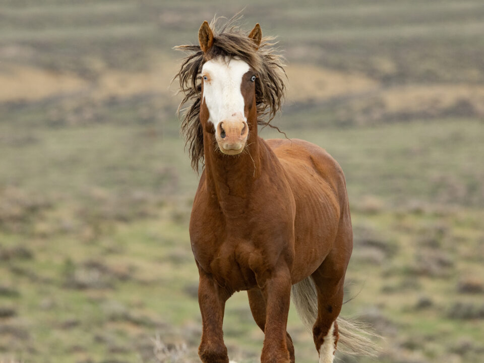 Freedom for Wild Horses with Carol J. Walker | AWHC WY Lawsuit: Interview with Suzanne Roy