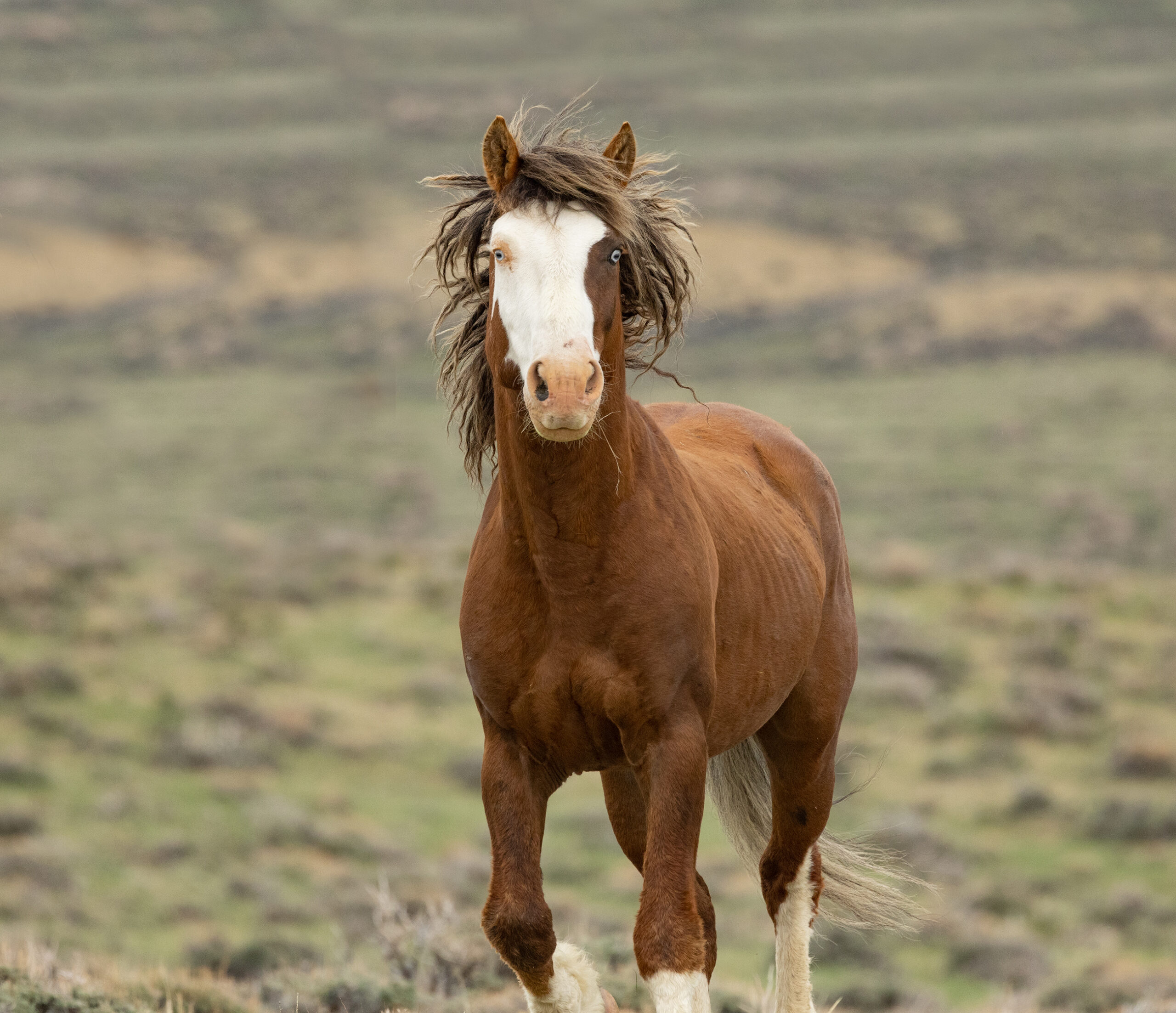 Freedom for Wild Horses with Carol J. Walker | AWHC WY Lawsuit: Interview with Suzanne Roy