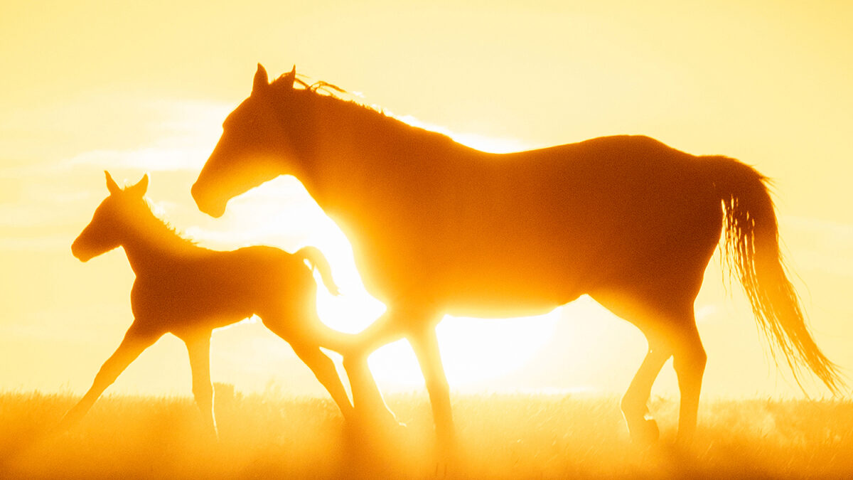 Freedom for Wild Horses with Carol J. Walker | Wild Beauty: Interview with Ashley Avis