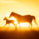 Freedom for Wild Horses with Carol J. Walker | Wild Beauty: Interview with Ashley Avis