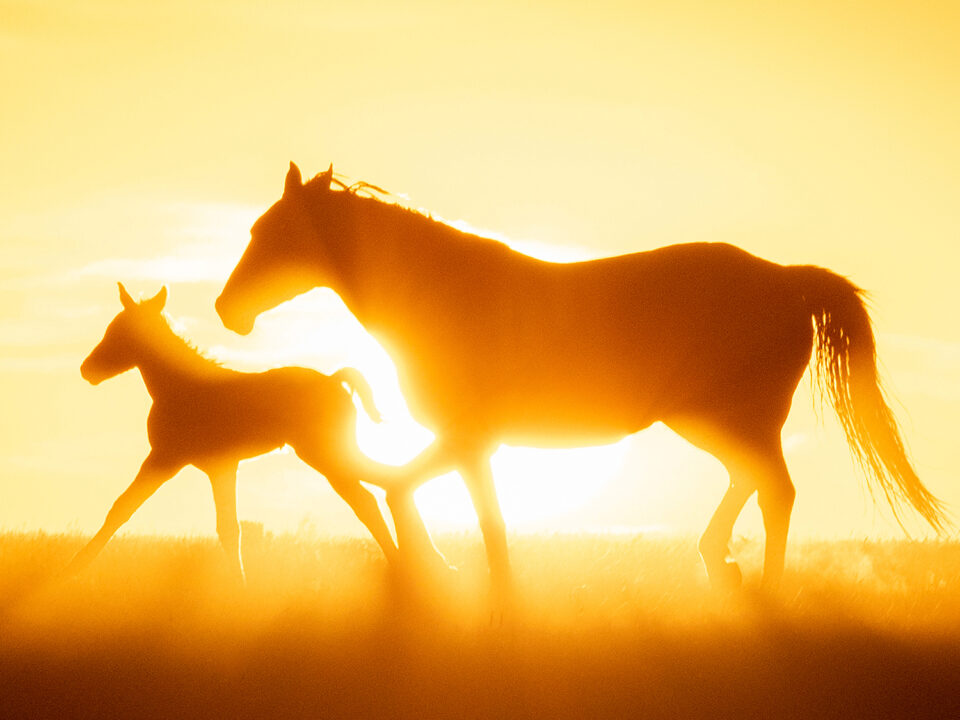 Freedom for Wild Horses with Carol J. Walker | Wild Beauty: Interview with Ashley Avis