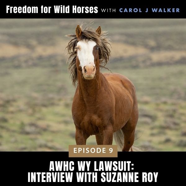 Freedom for Wild Horses with Carol J. Walker | AWHC WY Lawsuit: Interview with Suzanne Roy