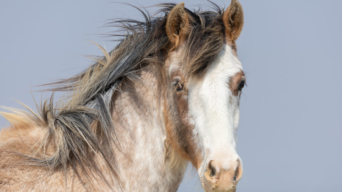 Freedom for Wild Horses with Carol J. Walker | A Tribute to Chiron: The Consequences of Winter’s End