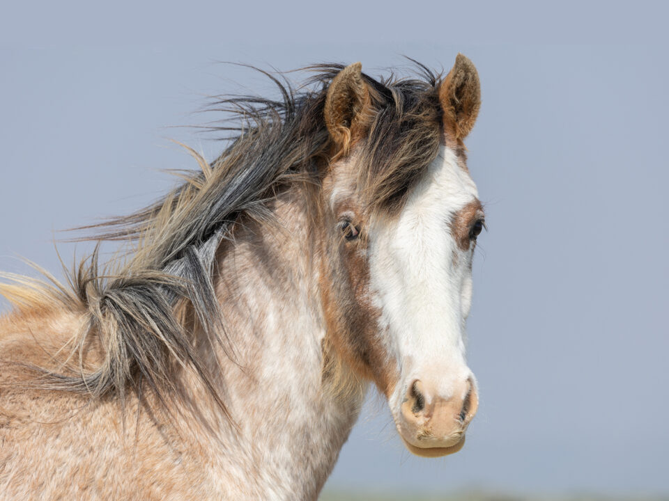 Freedom for Wild Horses with Carol J. Walker | A Tribute to Chiron: The Consequences of Winter’s End