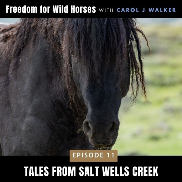 Freedom for Wild Horses with Carol J. Walker | Tales from Salt Wells Creek