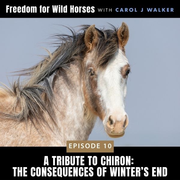 Freedom for Wild Horses with Carol J. Walker | A Tribute to Chiron: The Consequences of Winter’s End