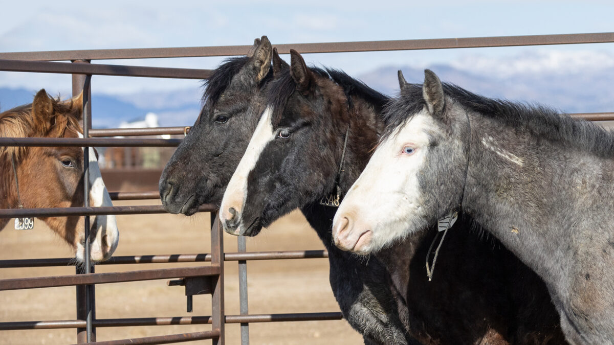 Freedom for Wild Horses with Carol J. Walker | Fixing the SAFE Act: Interview with Susan Wagner