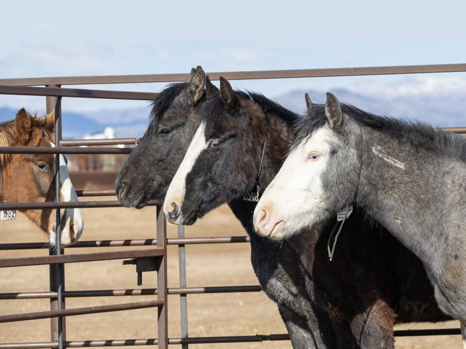 Freedom for Wild Horses with Carol J. Walker | Fixing the SAFE Act: Interview with Susan Wagner