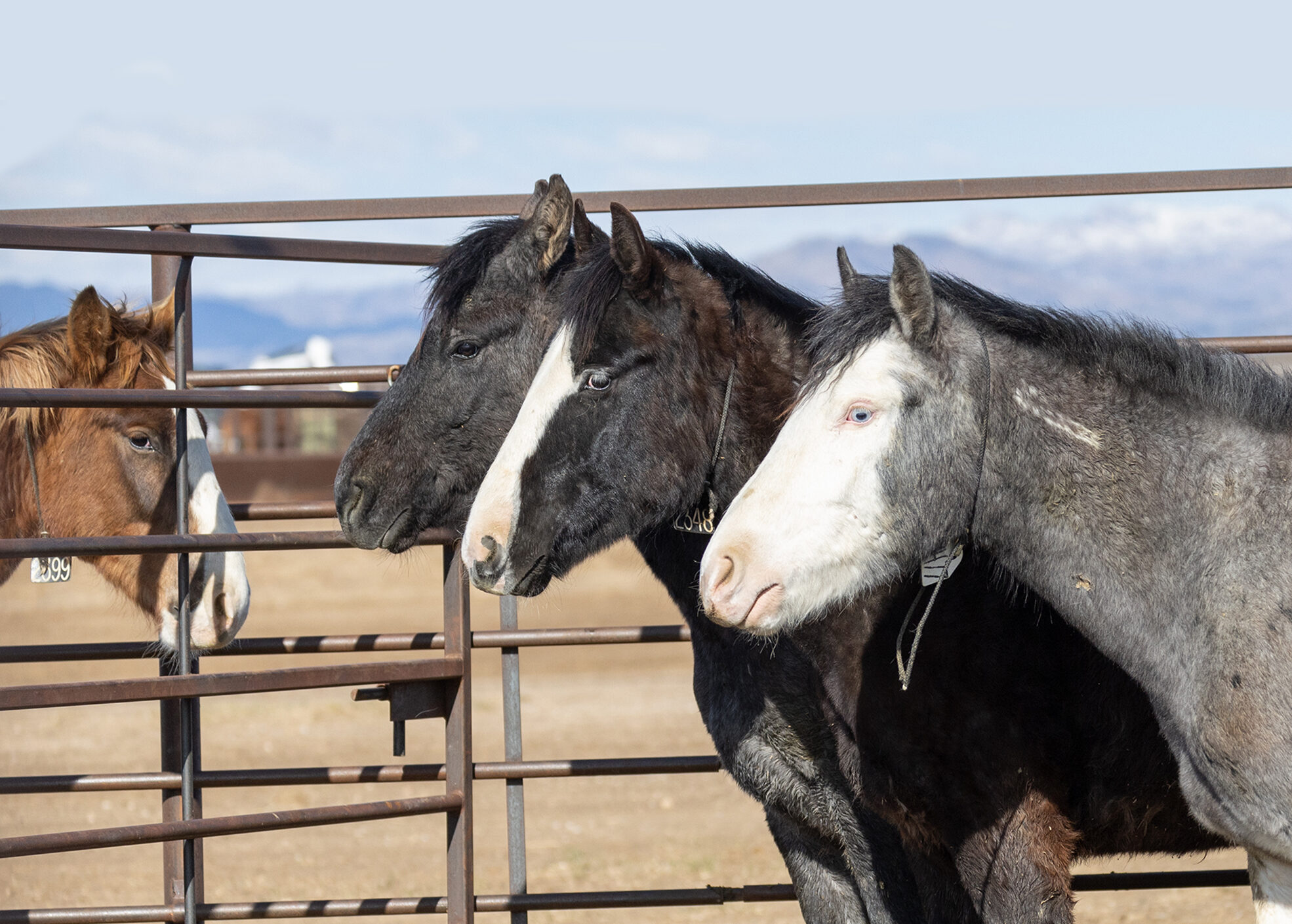 Freedom for Wild Horses with Carol J. Walker | Fixing the SAFE Act: Interview with Susan Wagner