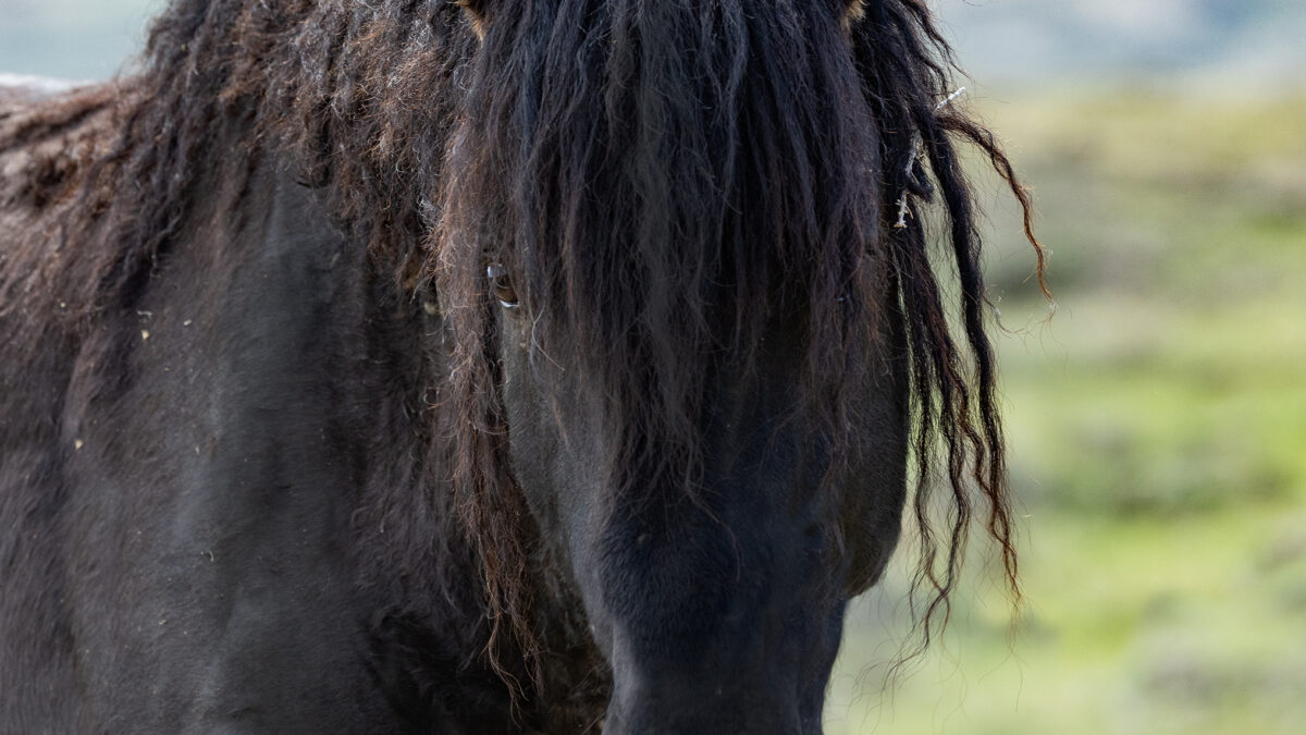 Freedom for Wild Horses with Carol J. Walker | Tales from Salt Wells Creek