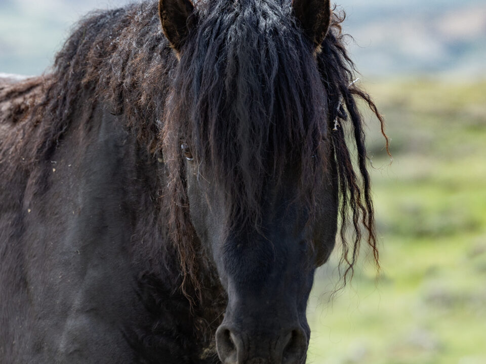 Freedom for Wild Horses with Carol J. Walker | Tales from Salt Wells Creek