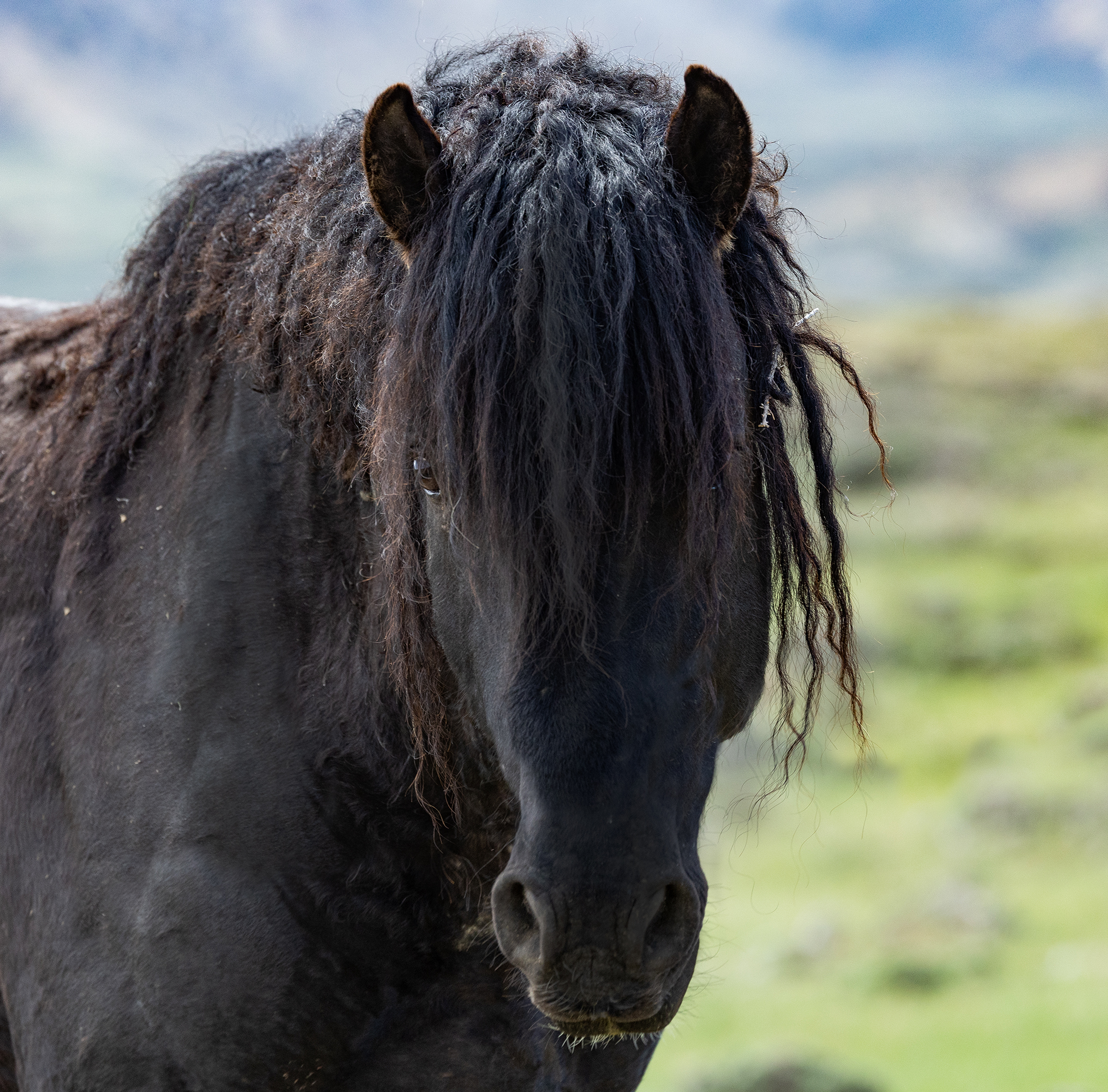 Freedom for Wild Horses with Carol J. Walker | Tales from Salt Wells Creek