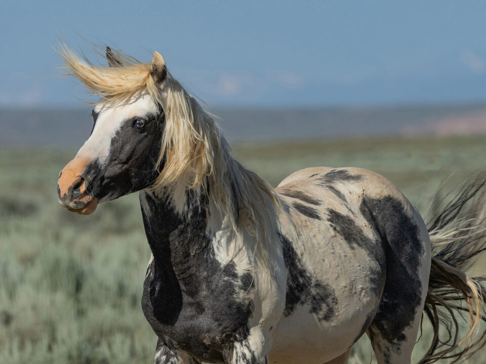 Freedom for Wild Horses with Carol J. Walker | Saving the McCullough Peaks Herd: Interview with Sandy Sisti