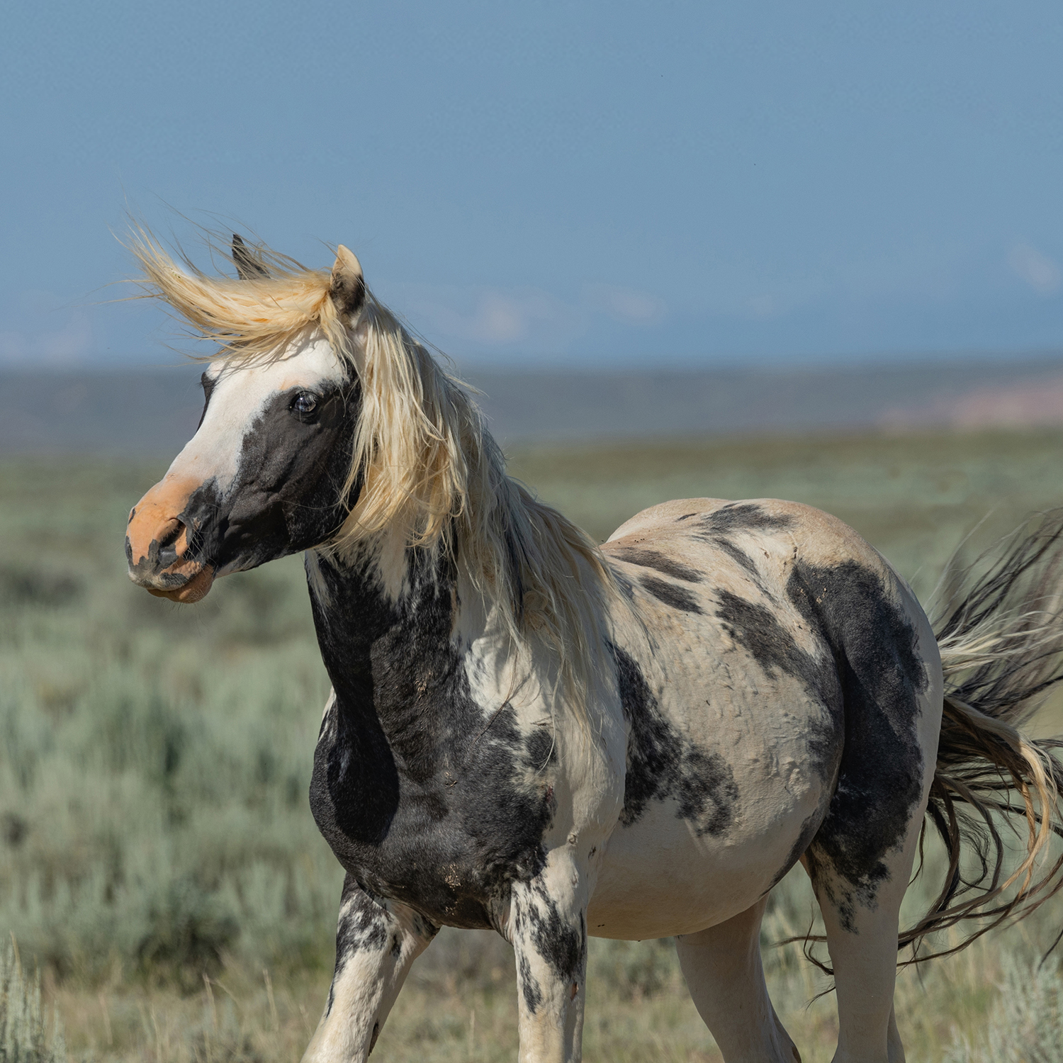 Freedom for Wild Horses with Carol J. Walker | Saving the McCullough Peaks Herd: Interview with Sandy Sisti