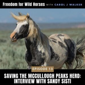 Freedom for Wild Horses with Carol J. Walker | Saving the McCullough Peaks Herd: Interview with Sandy Sisti