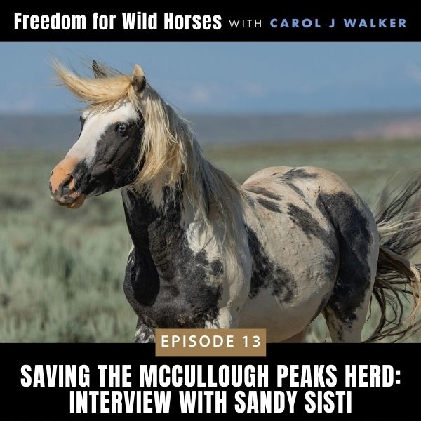 Freedom for Wild Horses with Carol J. Walker | Saving the McCullough Peaks Herd: Interview with Sandy Sisti