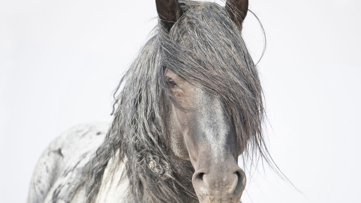 Freedom for Wild Horses with Carol J. Walker | Blue Zeus