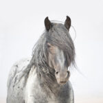 Freedom for Wild Horses with Carol J. Walker | Blue Zeus