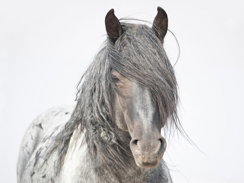 Freedom for Wild Horses with Carol J. Walker | Blue Zeus