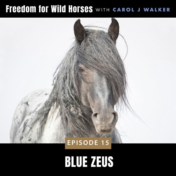 Freedom for Wild Horses with Carol J. Walker | Blue Zeus