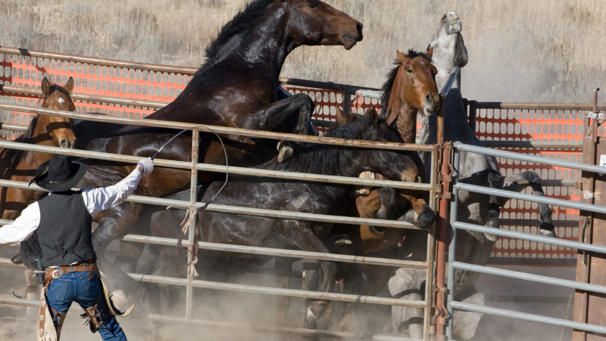 Freedom for Wild Horses with Carol J. Walker | Wild Horse Roundups: The Abuse Must End