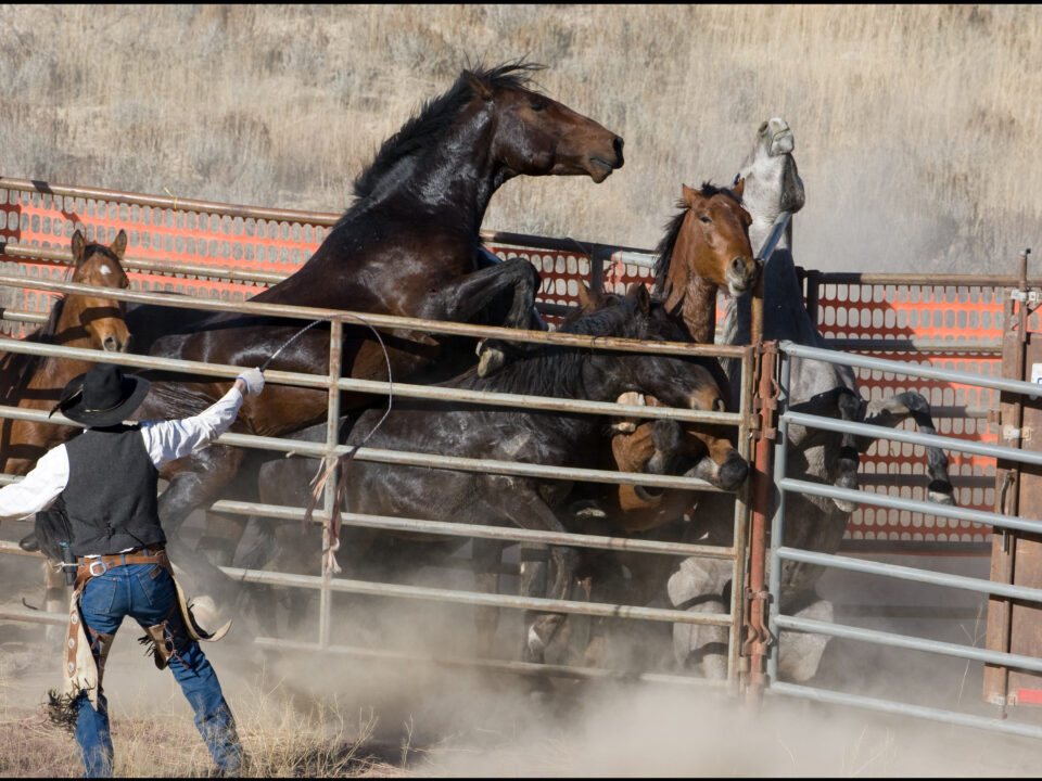 Freedom for Wild Horses with Carol J. Walker | Wild Horse Roundups: The Abuse Must End