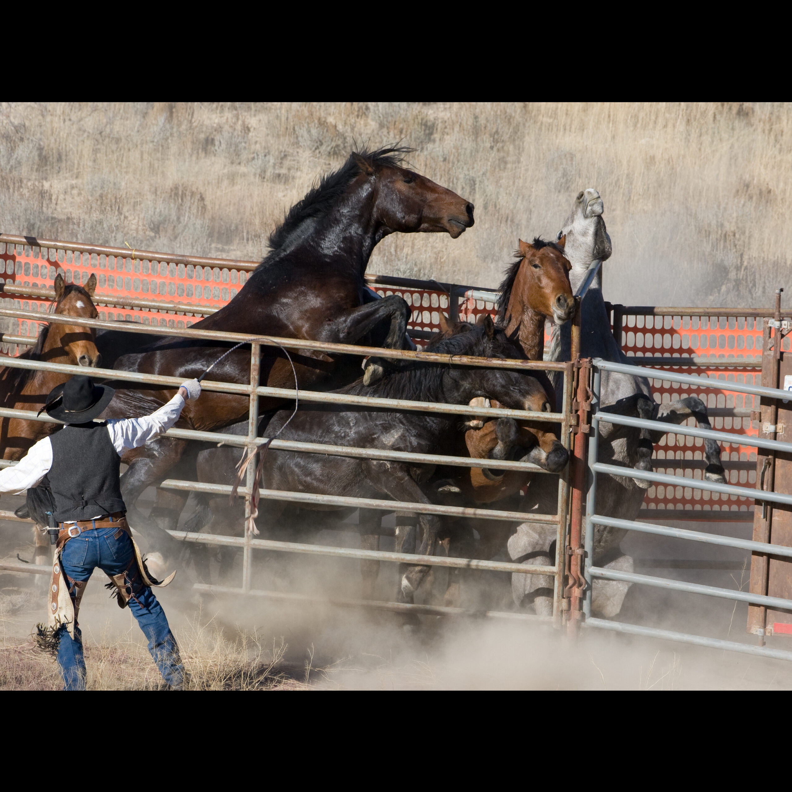 Freedom for Wild Horses with Carol J. Walker | Wild Horse Roundups: The Abuse Must End