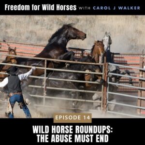 Freedom for Wild Horses with Carol J. Walker | Wild Horse Roundups: The Abuse Must End