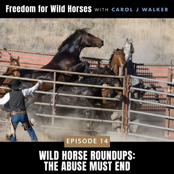 Freedom for Wild Horses with Carol J. Walker | Wild Horse Roundups: The Abuse Must End