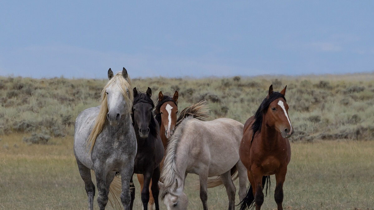 Freedom for Wild Horses with Carol J. Walker | Wild Horses of the North Lander Complex: Interview with Jim Brown