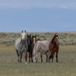 Freedom for Wild Horses with Carol J. Walker | Wild Horses of the North Lander Complex: Interview with Jim Brown