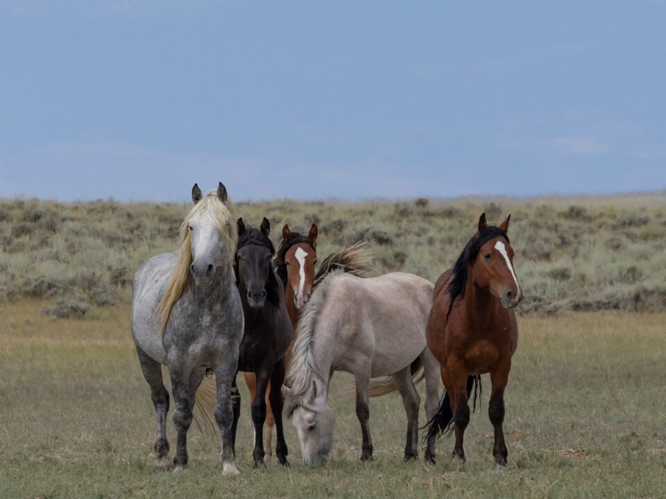 Freedom for Wild Horses with Carol J. Walker | Wild Horses of the North Lander Complex: Interview with Jim Brown