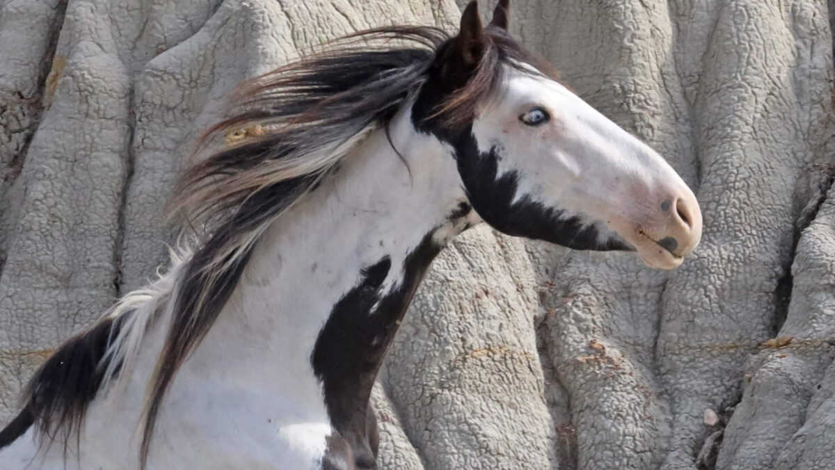 Freedom for Wild Horses with Carol J. Walker | Saving the Wild Horses of Theodore Roosevelt National Park: Interview with Christine Kman