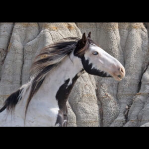 Freedom for Wild Horses with Carol J. Walker | Saving the Wild Horses of Theodore Roosevelt National Park: Interview with Christine Kman