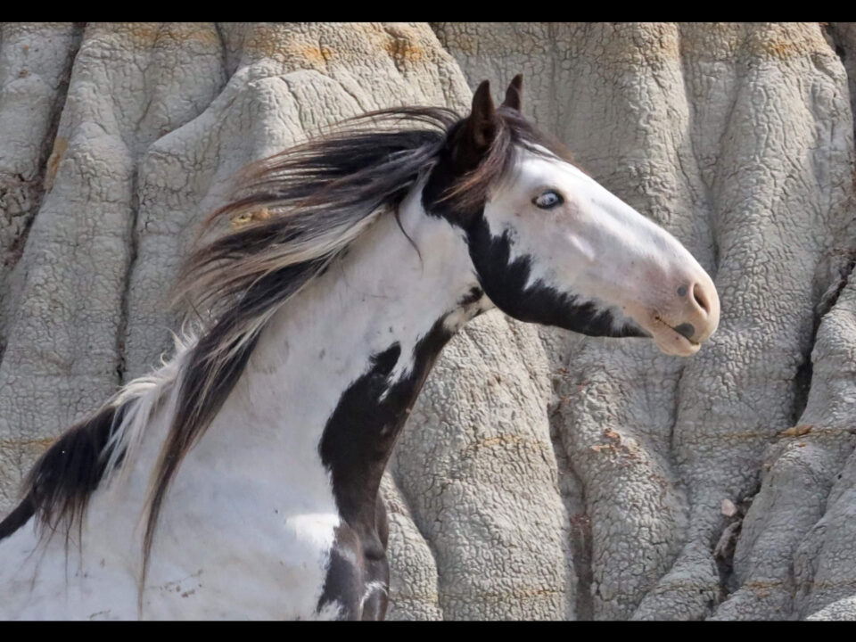 Freedom for Wild Horses with Carol J. Walker | Saving the Wild Horses of Theodore Roosevelt National Park: Interview with Christine Kman