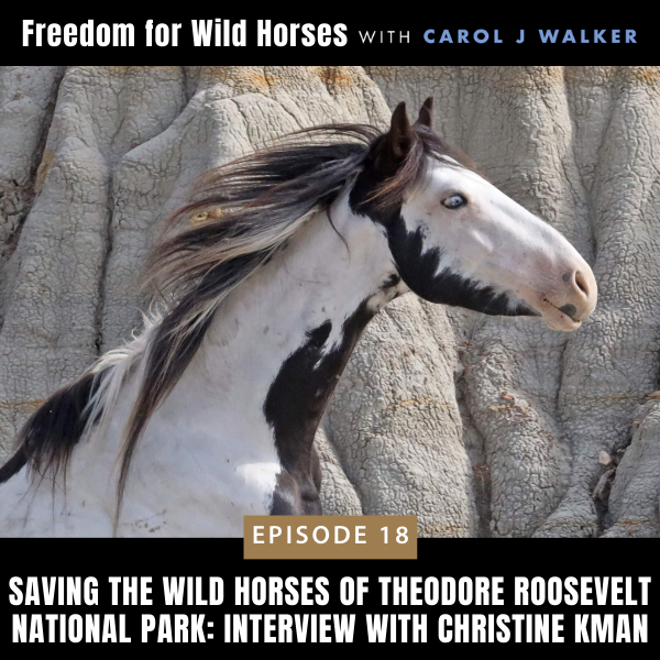 Freedom for Wild Horses with Carol J. Walker | Saving the Wild Horses of Theodore Roosevelt National Park: Interview with Christine Kman