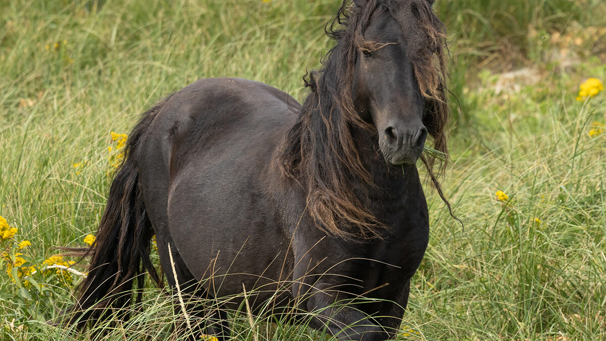 Freedom for Wild Horses with Carol J. Walker | Visiting Sable Island