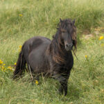 Freedom for Wild Horses with Carol J. Walker | Visiting Sable Island