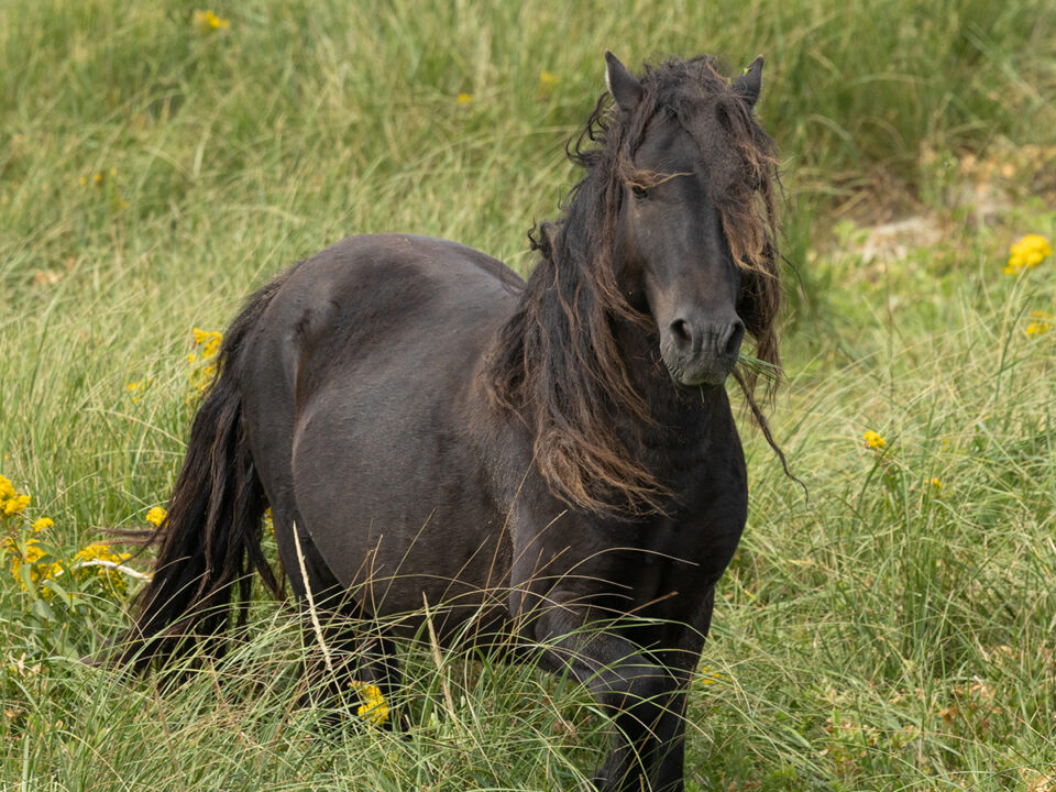 Freedom for Wild Horses with Carol J. Walker | Visiting Sable Island