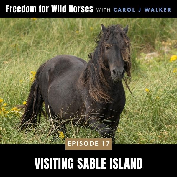 Freedom for Wild Horses with Carol J. Walker | Visiting Sable Island
