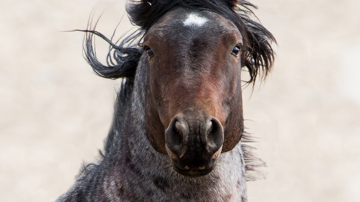 Freedom for Wild Horses with Carol J. Walker | The Freedom of Information Act: Interview with Debbie Coffey