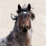 Freedom for Wild Horses with Carol J. Walker | The Freedom of Information Act: Interview with Debbie Coffey