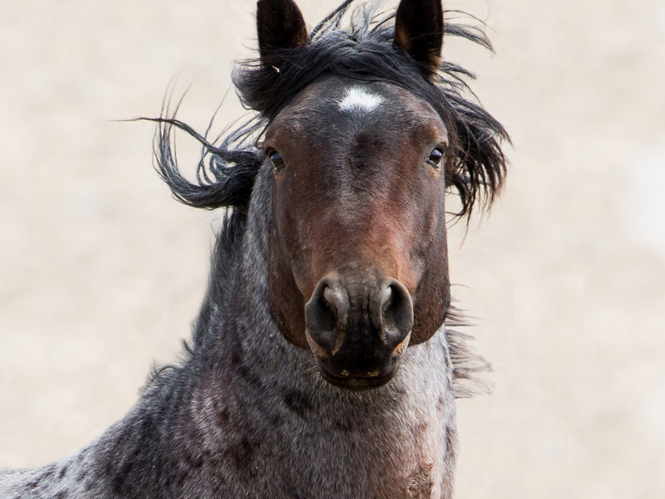 Freedom for Wild Horses with Carol J. Walker | The Freedom of Information Act: Interview with Debbie Coffey