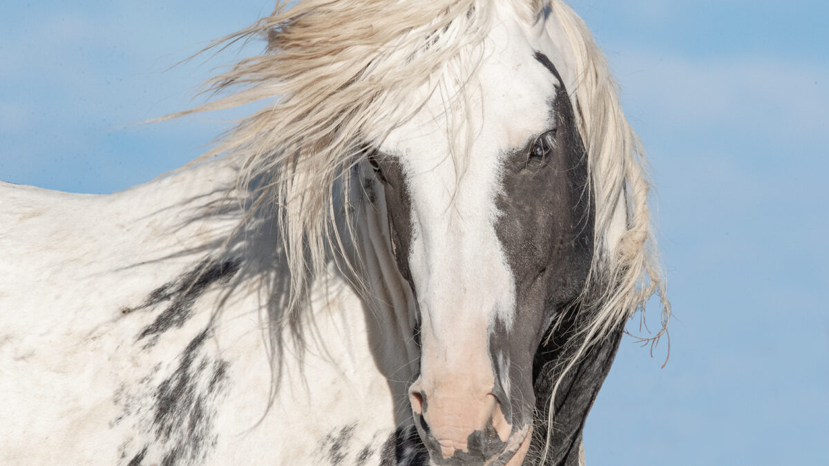 Freedom for Wild Horses with Carol J. Walker | The McCullough Peaks Herd