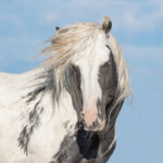 Freedom for Wild Horses with Carol J. Walker | The McCullough Peaks Herd